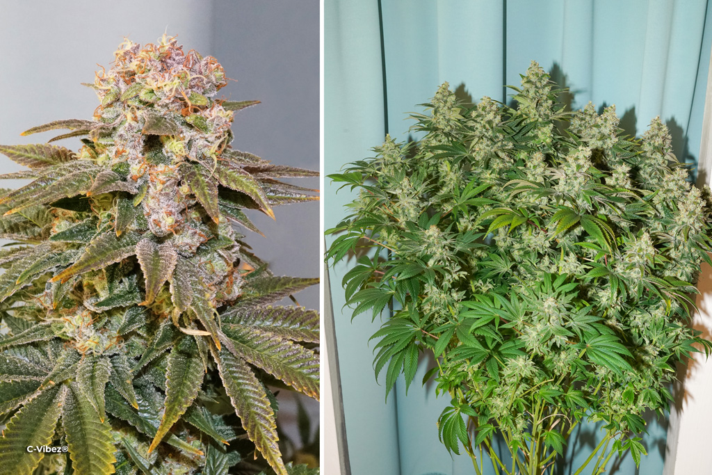 Cannalatam c vibez cannabis seeds by dutch passion buy seeds online noviembre